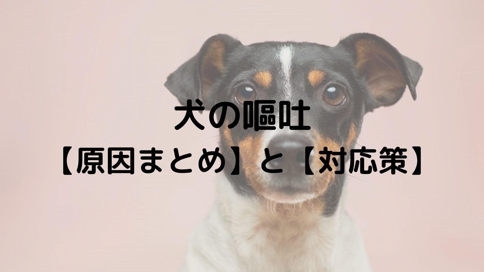 犬の嘔吐 原因まとめ と 対応策 ヨガイントラと犬の七転び八起き